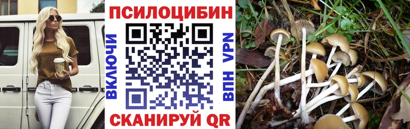 купить наркотики сайты  Судогда  Галлюциногенные грибы Cubensis 